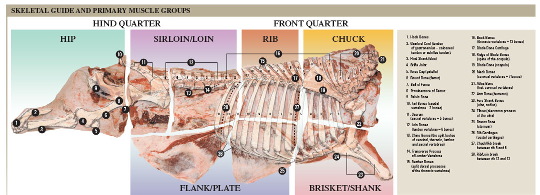 Beef Carcass Diagram - Canadian Beef